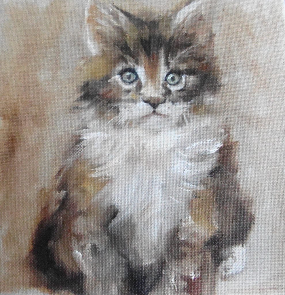 Little Maincoon cat